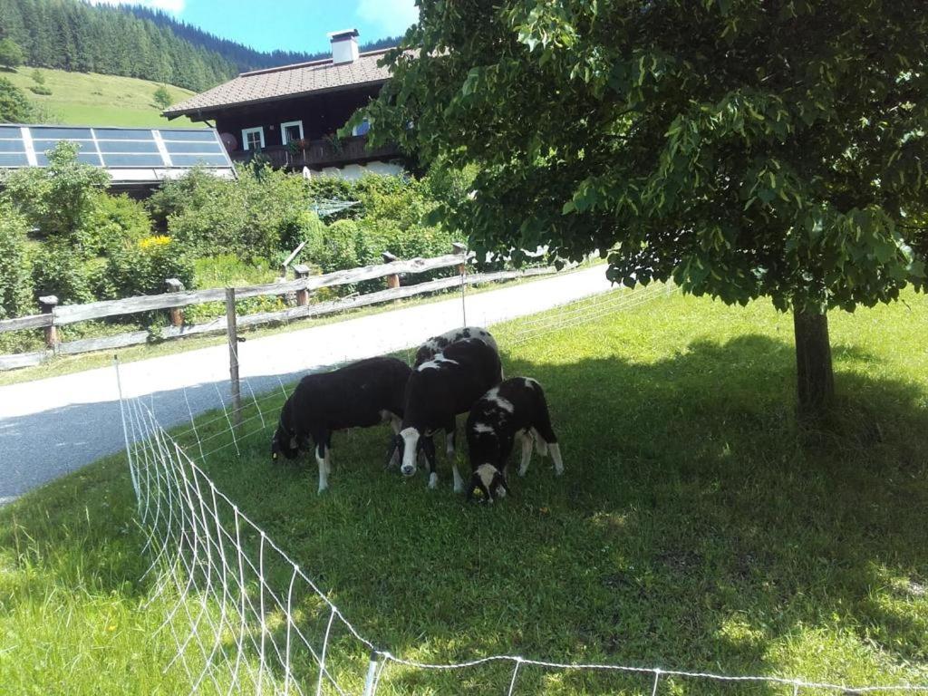 Neudegghof Lejlighed Eben Im Pongau Eksteriør billede